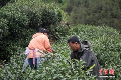 （乡村行·看振兴）茶旅融